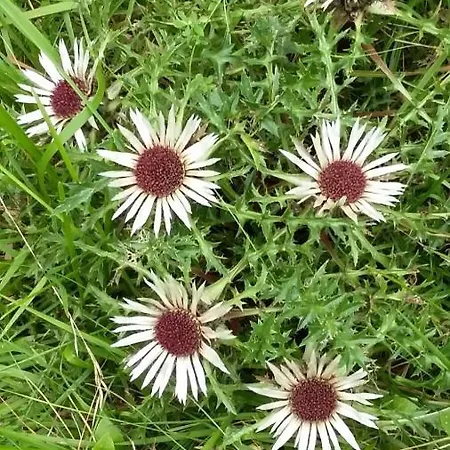 Haus Waldfrieden Appartement *